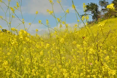 DSC_6424 (Large).JPG